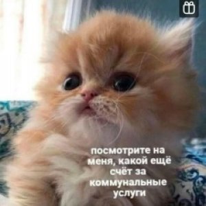 Светлана Александровна Тимошевская